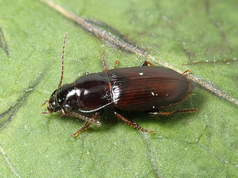 Carabidae sul balcone: Calathus? no, Harpalus pygmaeus